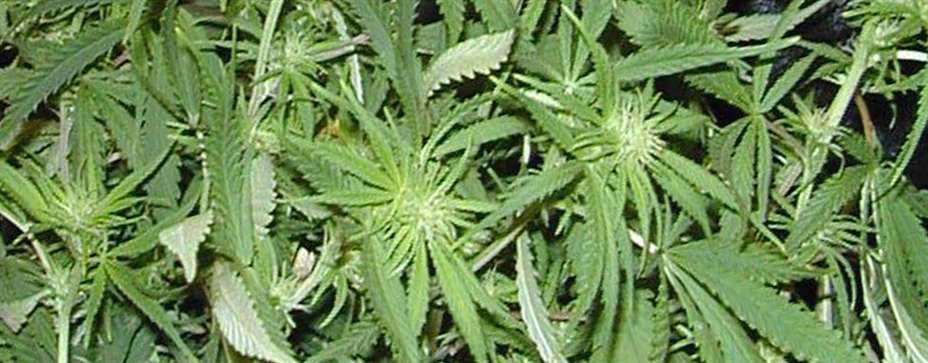Cannabis