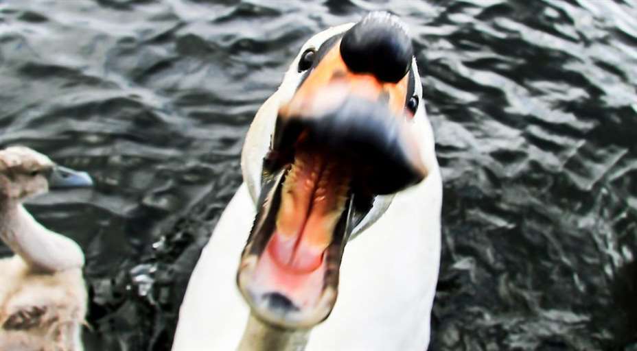 svane hissig