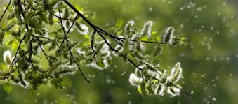 pollen