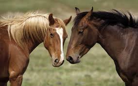 hest