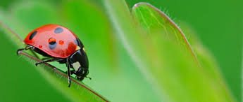 insekter
