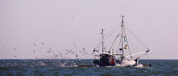 fiske