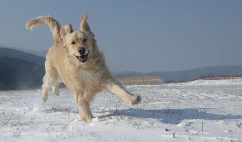 hund i snøen