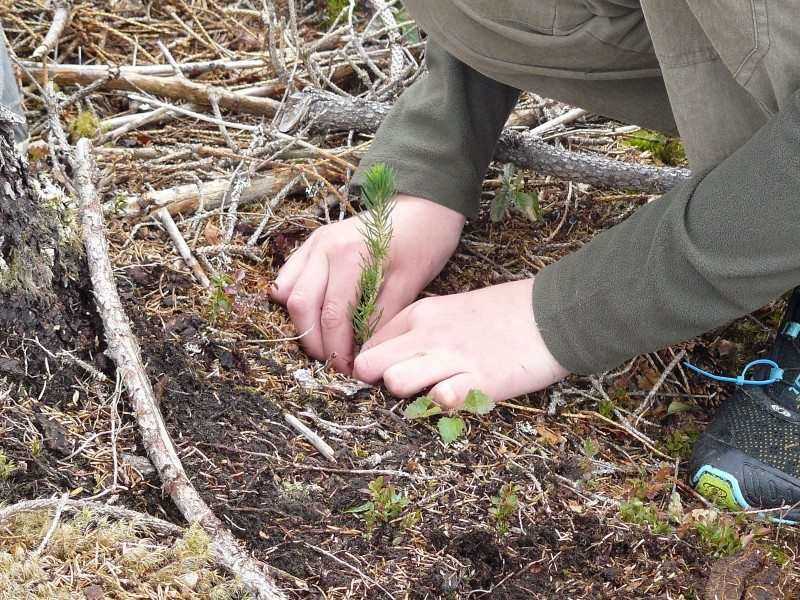 Skogplanting