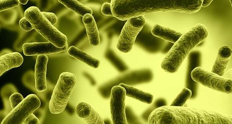 e. coli