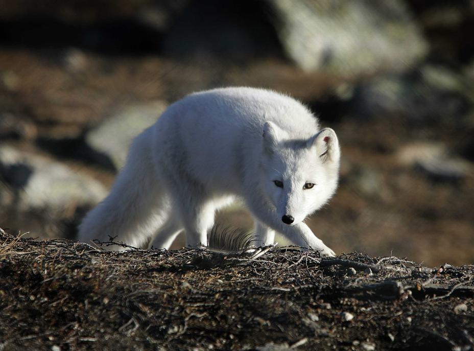 New parasite discovered in Svalbard – could have fatal consequences for the arctic fox