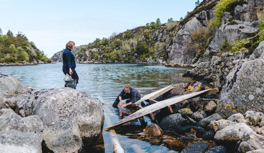 I Agapollen på Bømlo har havforskerne satt ut friske blåskjell. Disse blåskjellene blir så tatt med til et laboratorium på HI for å testes for parasitten. Fotograf: Christine Fagerbakke / Havforskningsinstituttet