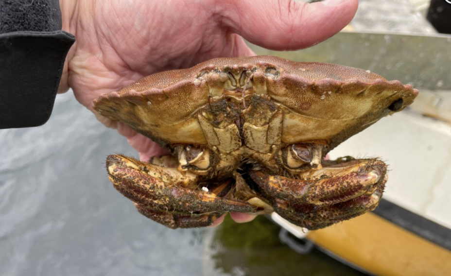 Krabbe med brekte klør, etter redskapsontroll i Førresfjorden Foto: Fiskeridirektoratet