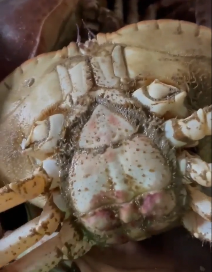 Krabbe. Skjermdump Facebook