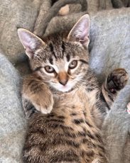 Katt: Foto: Dyrebeskyttelsen Norge Haugaland