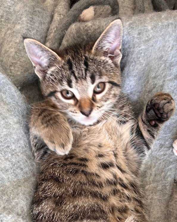 Katt: Foto: Dyrebeskyttelsen Norge Haugaland