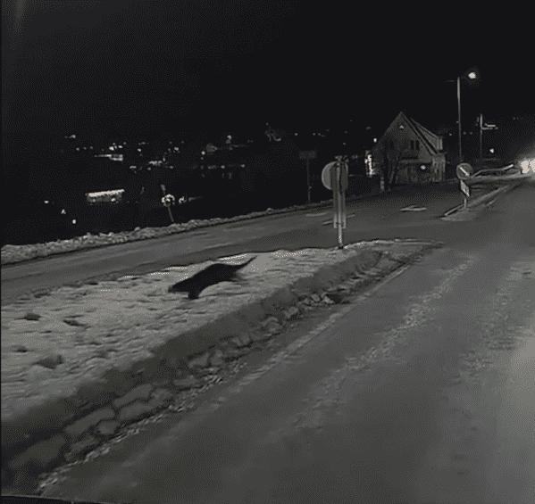 Oter observert, Eide Haugesund natt til 11.desember 2023 Foto: Sondre Hatteland Sørheim