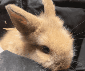 Kaninkrise 2024. Minst 23 kaniner er dumpet ute på Haugalandet i starten av 2024. Foto. Dyrebeskyttelsen Norge Haugaland