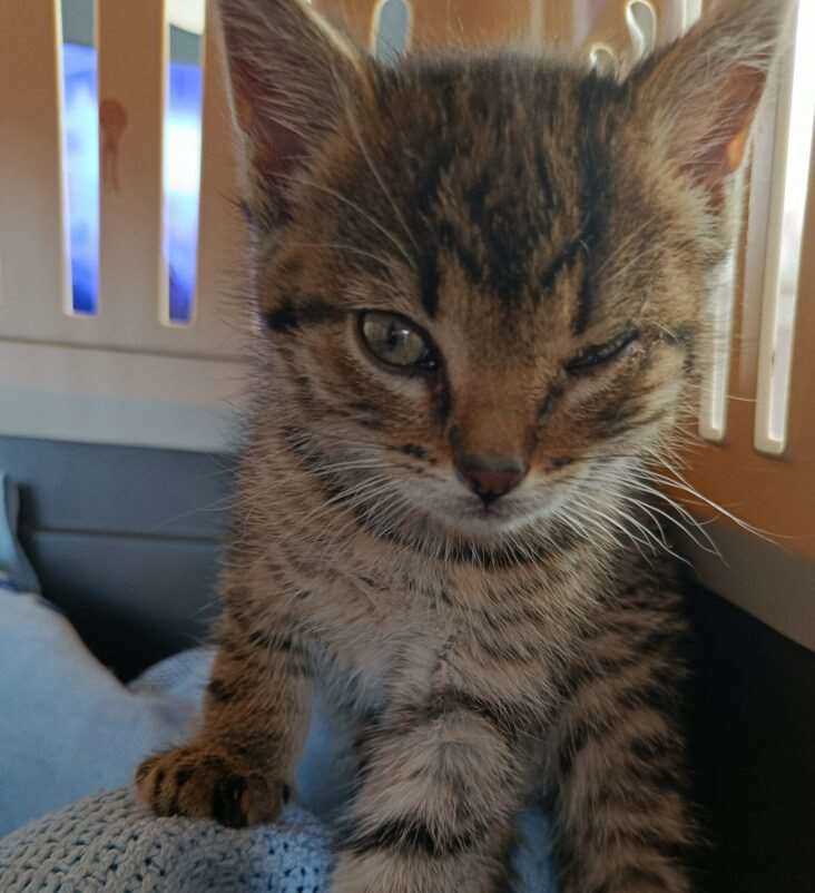 Dumping av dyr før sommerferien. Foto: Dyrebeskyttelsen Norge Haugaland