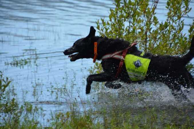 Redningshund. Foto: Aud Herregård Finne