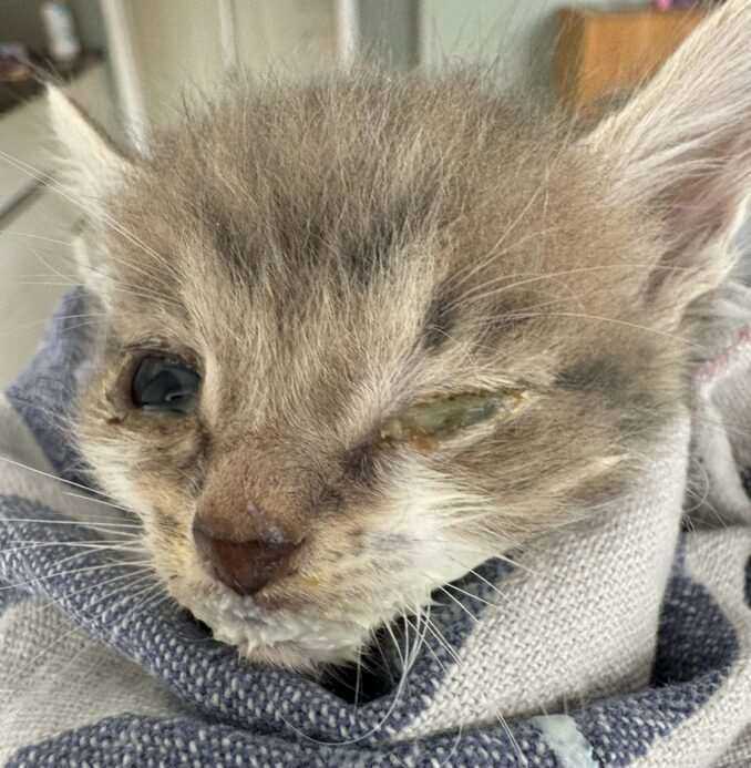 Dyrebeskyttelsen Norge Haugaland. Foto: Elisabeth Ellingsen