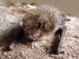 Trollflaggermus «Pipistrellus nathusii» by Mnolf is licensed under CC BY-SA 3.0.