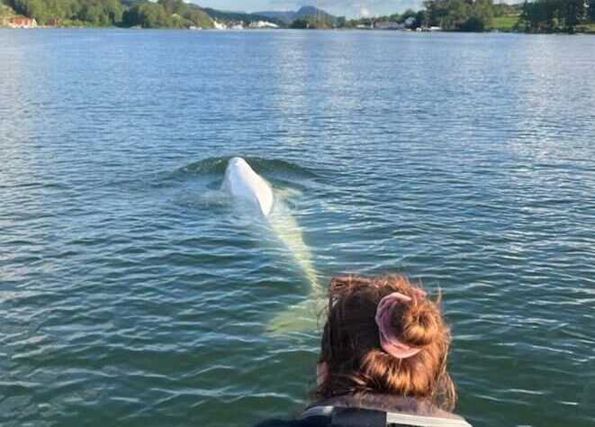 Hvaldimir på Haugalandet. Foto: Marine Mind