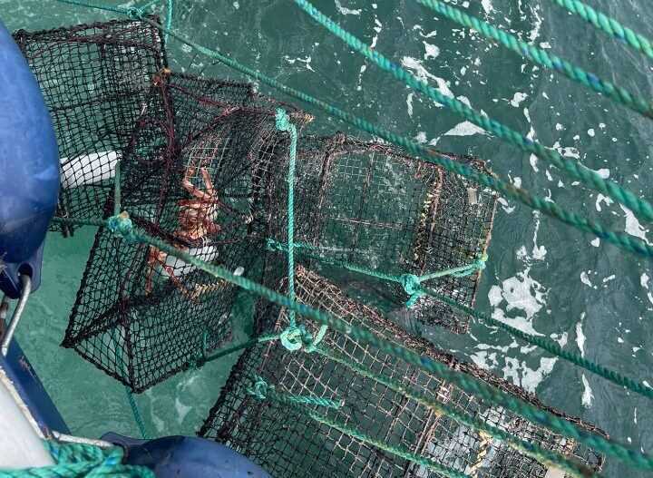 Teinebeslag Foto: Fiskeridirektoratet