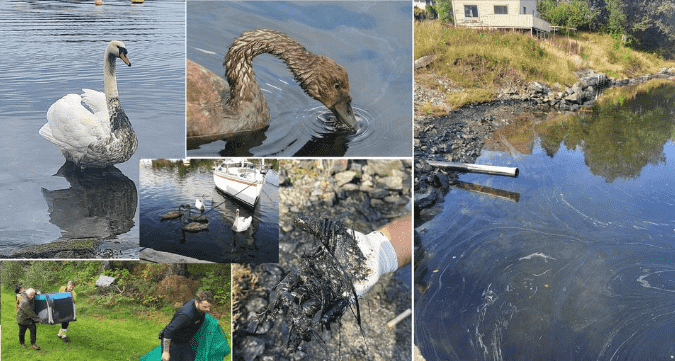 Dag Botnen i Haugaland brann og redning forteller om riktig håndtering av oljesøl. For noen dager siden måtte de redde en svanefamile på grunn av oljesøl i vannet. Foto: Haugaland brann og redning.måtte de redde en svanefamile på grunn av oljesøl i vannet.