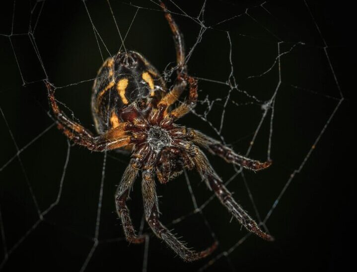 Edderkopp. Foto: Egor Kamelev/Pexel