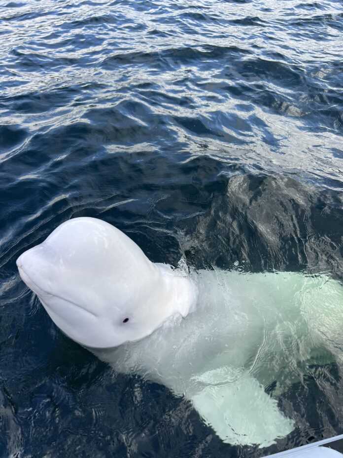 Sebastian Strand, daglig leder og marinebiolog i Marine Mind har fulgt Hvaldimir i flere år. Lørdag ble den funnet død. Foto: Marine Mind