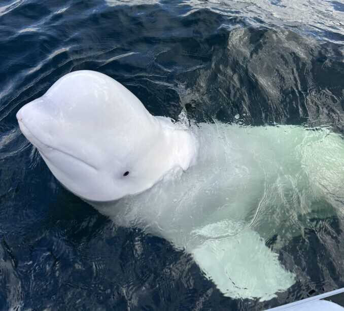 Sebastian Strand, daglig leder og marinebiolog i Marine Mind har fulgt Hvaldimir i flere år. Lørdag ble den funnet død. Foto: Privat