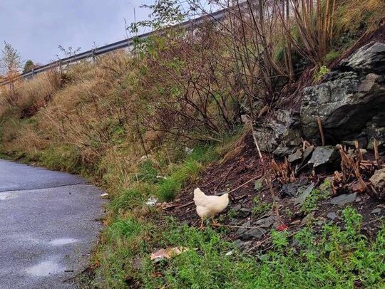 Mystisk høne på bytur ved Kopperen. Foto: Tipser.