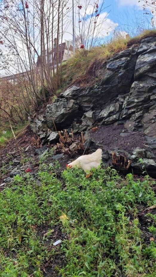 Høne ved Kopperen oktober 2024. Foto: Tipser