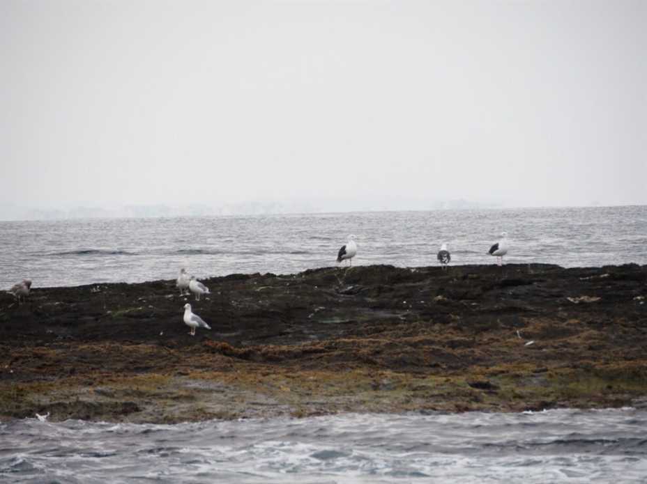 Gråmåke og Svartbak - Skåreholmen. Foto: Stian Andresen Haugesund kommune