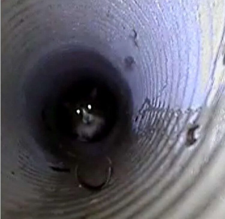 Brannfolk reddet katt i Bergen. Foto: . Foto: Bergen Brannvesen