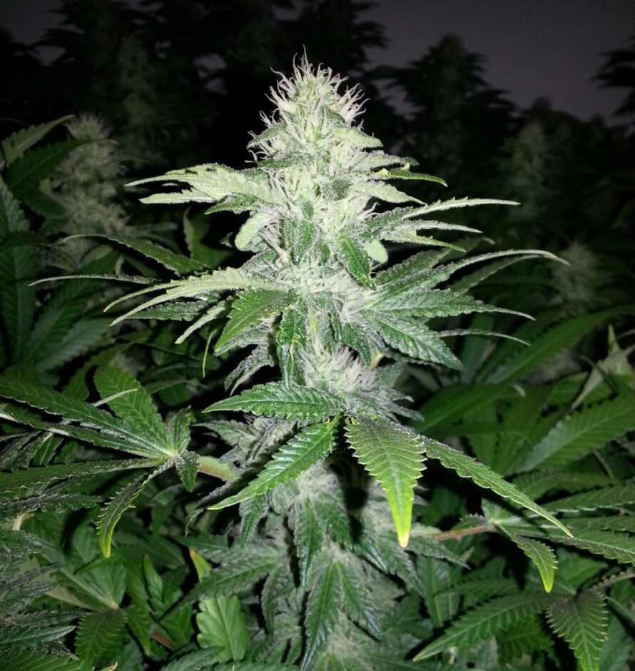 Cannabis plante. Foto: Radio Haugaland.