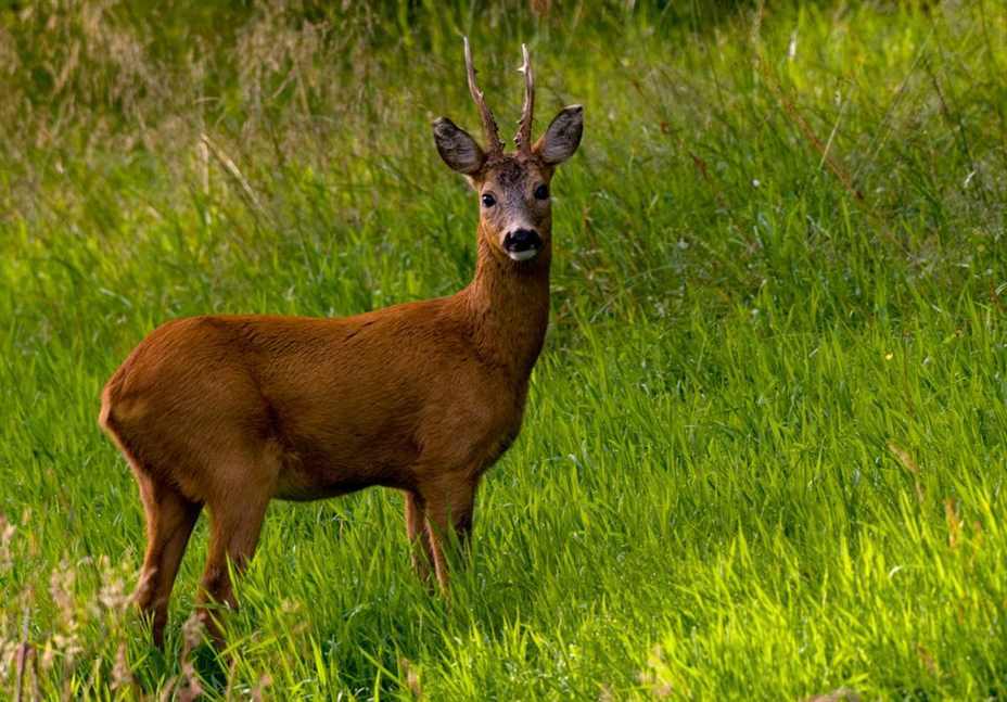 Rådyrbukk Foto: Kjartan Trana