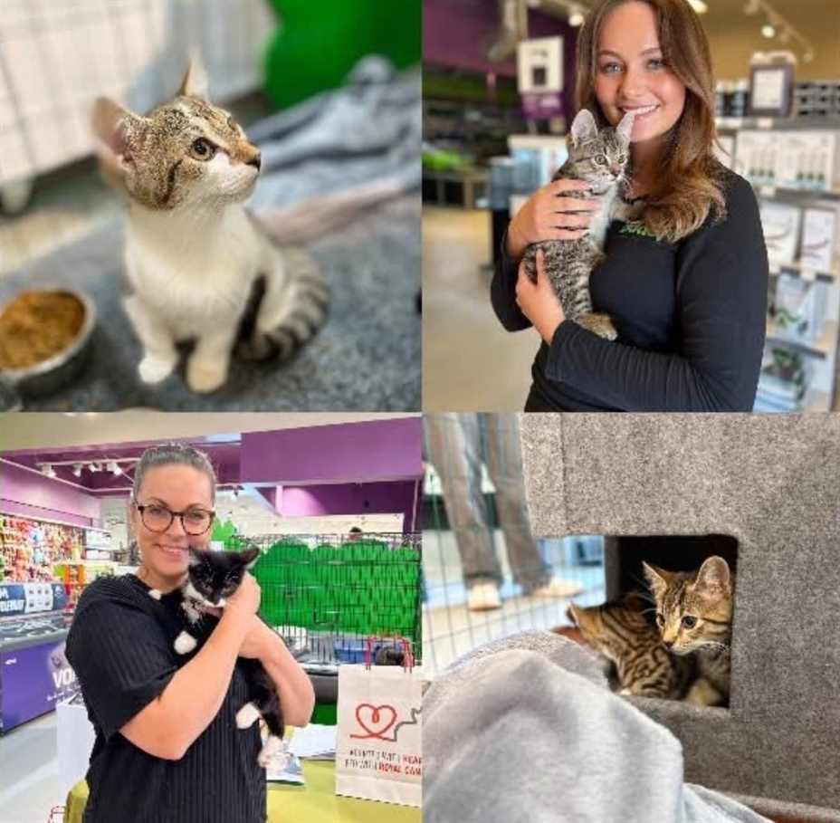 Dyrebeskyttelsen Norge Haugaland inviterer til adopsjonsdag hos Buddy Raglamyr lørdag 6. september. Foto: Dyrebskyttelsen Haugaland Norge.