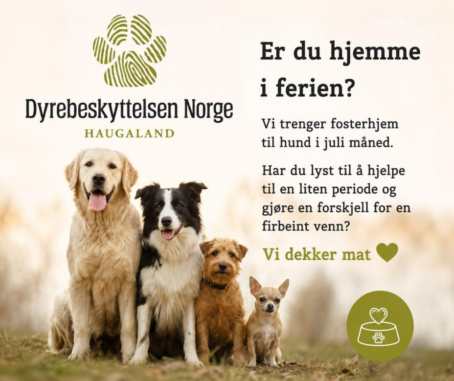 Dyrebeskyttelsen Norge Haugaland etterlyser fosterhjem til hund, juni 2026. Foto: DNH