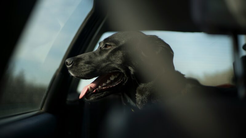 En hun som sitter i bilen